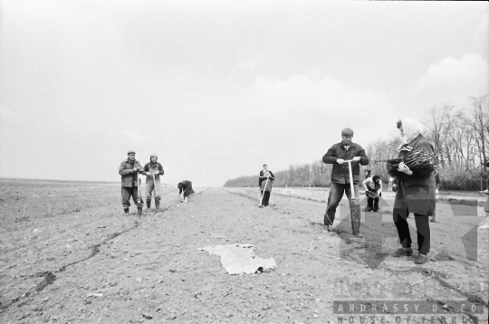 THM-BJ-06356 - Szőlőtelepítés a bátai termelőszövetkezetben az 1980-as években 