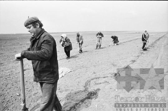 THM-BJ-06357 - Szőlőtelepítés a bátai termelőszövetkezetben az 1980-as években 