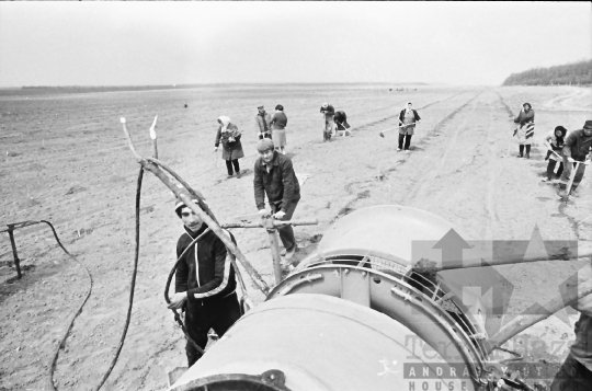 THM-BJ-06358 - Szőlőtelepítés a bátai termelőszövetkezetben az 1980-as években 