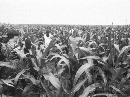 THM-BJ-06408 - Kukoricakapáló brigád Dalmandon az 1980-as években 