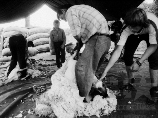 THM-BJ-06490 - Birkanyírás a Kismórágyon az 1980-as években 