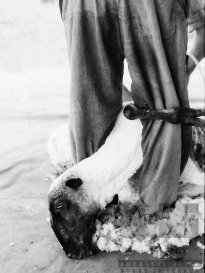 THM-BJ-06491 - Birkanyírás a Kismórágyon az 1980-as években 