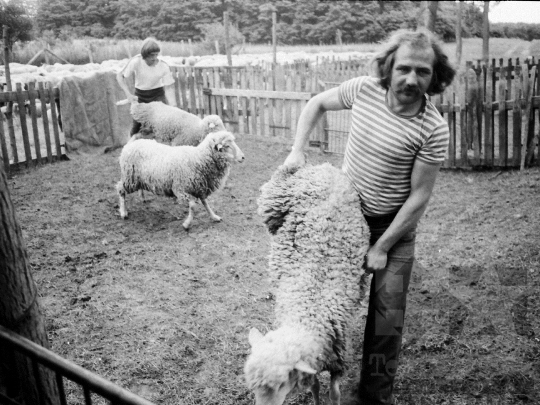 THM-BJ-06493 - Birkanyírás a Kismórágyon az 1980-as években