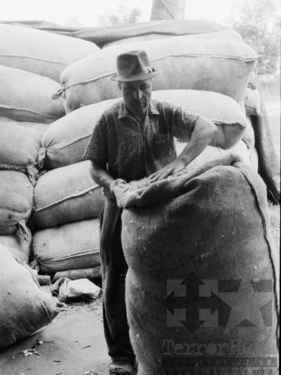 THM-BJ-06494 - Birkanyírás a Kismórágyon az 1980-as években