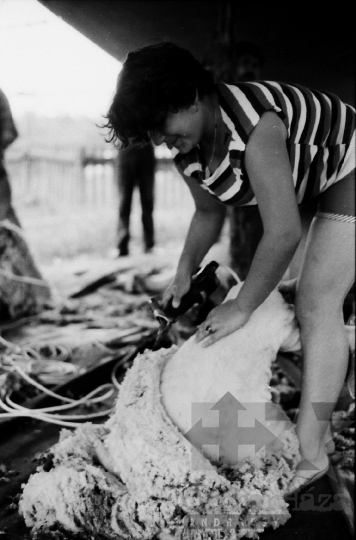 THM-BJ-06495 - Birkanyírás a Kismórágyon az 1980-as években