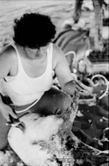 THM-BJ-06496 - Birkanyírás a Kismórágyon az 1980-as években 