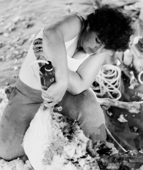 THM-BJ-06497 - Birkanyírás a Kismórágyon az 1980-as években 