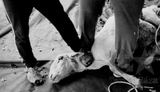 THM-BJ-06500 - Birkanyírás a Kismórágyon az 1980-as években