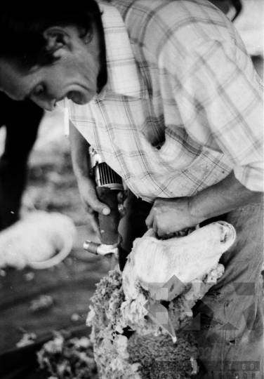 THM-BJ-06501 - Birkanyírás a Kismórágyon az 1980-as években