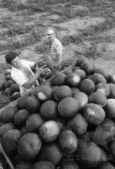 THM-BJ-06557 - Dinnyeszüret Kajdacson az 1980-as években 