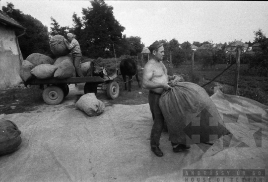 THM-BJ-06619 - Gyógynövénytermesztés, -feldolgozás Kajdacson az 1980-as években 