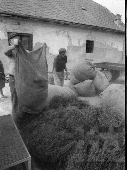 THM-BJ-06620 - Gyógynövénytermesztés, -feldolgozás Kajdacson az 1980-as években 