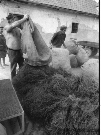 THM-BJ-06621 - Gyógynövénytermesztés, -feldolgozás Kajdacson az 1980-as években