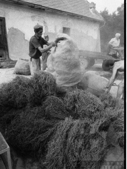 THM-BJ-06622 - Gyógynövénytermesztés, -feldolgozás Kajdacson az 1980-as években