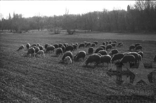 THM-BJ-06643 - Juhtenyésztés Regölyön az 1980-as években 