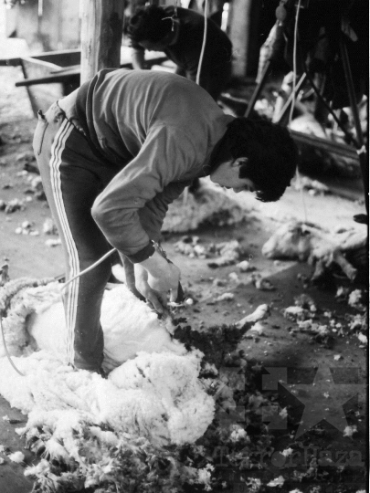 THM-BJ-06646 - Juhtenyésztés Regölyön az 1980-as években 