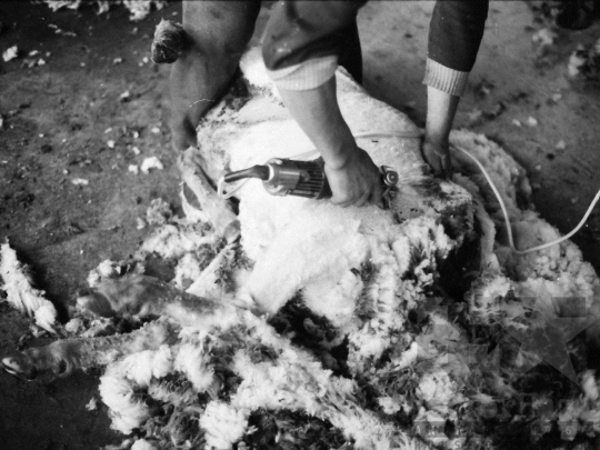 THM-BJ-06647 - Juhtenyésztés Regölyön az 1980-as években 