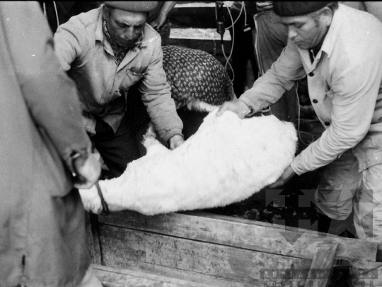 THM-BJ-06649 - Juhtenyésztés Regölyön az 1980-as években 