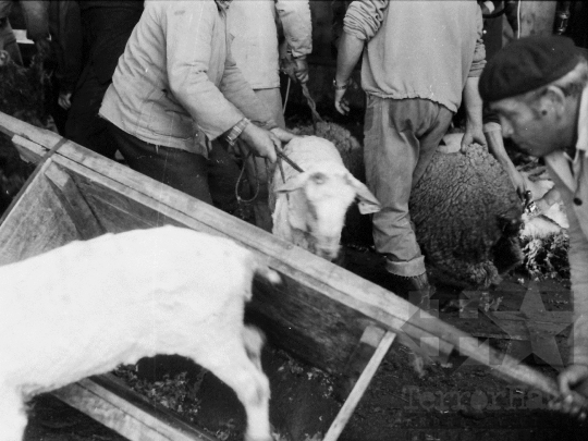 THM-BJ-06650 - Juhtenyésztés Regölyön az 1980-as években 