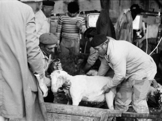 THM-BJ-06651 - Juhtenyésztés Regölyön az 1980-as években 