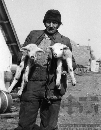 THM-BJ-06683 - Juhtenyésztés Regölyön az 1980-as években 