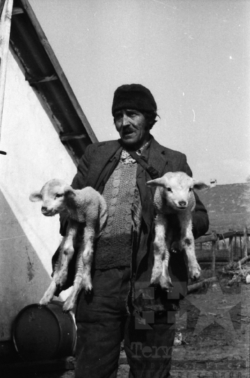 THM-BJ-06684 - Juhtenyésztés Regölyön az 1980-as években 