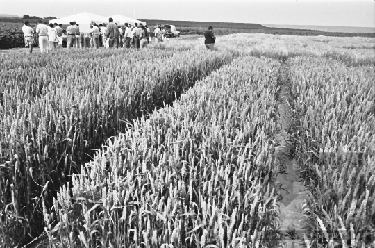 THM-BJ-07048a - Búzabemutató Szekszárdon az 1980-as években 