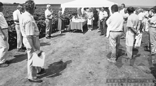 THM-BJ-07053 - Búzabemutató Szekszárdon az 1980-as években 