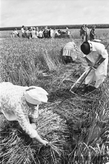 THM-BJ-07055 - Búzabemutató Szekszárdon az 1980-as években 