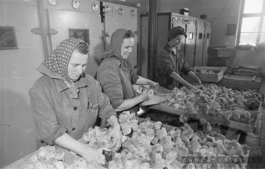 THM-BJ-07227 - Baromfikeltető Hőgyészen az 1960-as években 