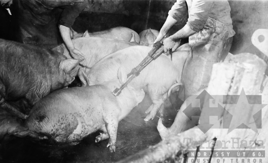 THM-BJ-07261 - Vágóhíd Szekszárdon az 1960-as években 