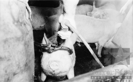 THM-BJ-07262 - Vágóhíd Szekszárdon az 1960-as években 