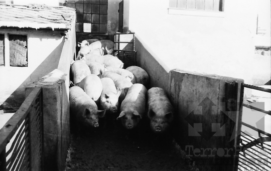 THM-BJ-07263 - Vágóhíd Szekszárdon az 1960-as években 