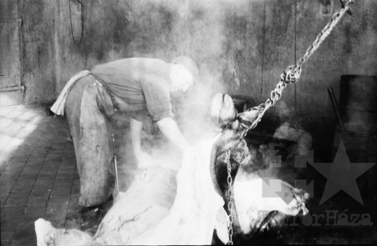 THM-BJ-07264 - Vágóhíd Szekszárdon az 1960-as években 