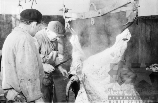 THM-BJ-07267 - Vágóhíd Szekszárdon az 1960-as években 