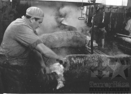 THM-BJ-07268 - Vágóhíd Szekszárdon az 1960-as években 