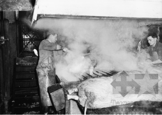 THM-BJ-07269 - Vágóhíd Szekszárdon az 1960-as években 