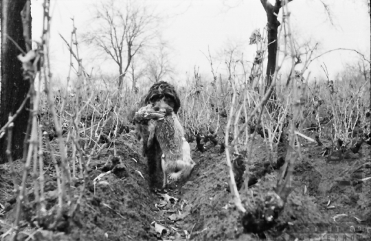 THM-BJ-07512 - Szekszárdi újságírók vadászaton Paks mellett az 1960-as években