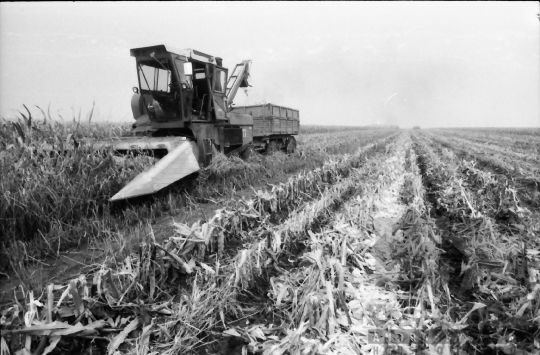 THM-BJ-07648 - Kukoricabetakarítás a Dalmandi Állami Gazdaságban az 1970-es években 