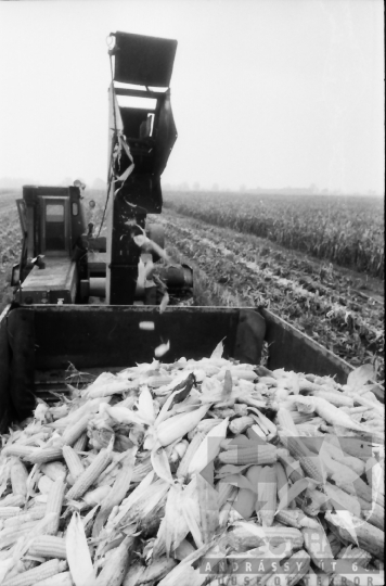 THM-BJ-07649 - Kukoricabetakarítás a Dalmandi Állami Gazdaságban az 1970-es években 