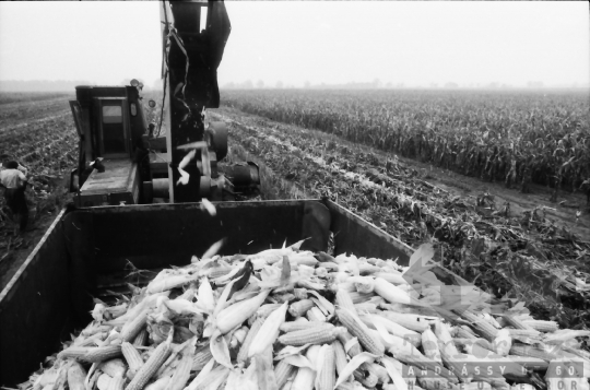 THM-BJ-07650 - Kukoricabetakarítás a Dalmandi Állami Gazdaságban az 1970-es években 