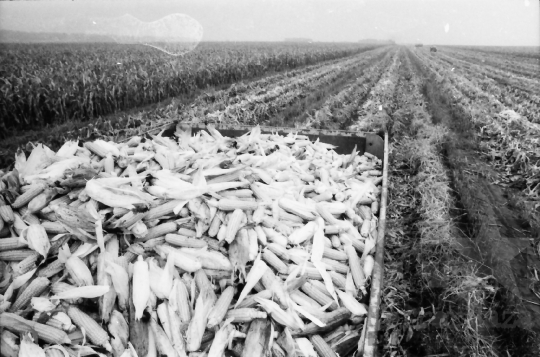 THM-BJ-07651 - Kukoricabetakarítás a Dalmandi Állami Gazdaságban az 1970-es években 