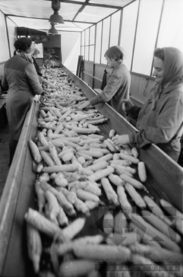 THM-BJ-07652a - Kukoricabetakarítás a Dalmandi Állami Gazdaságban az 1970-es években 