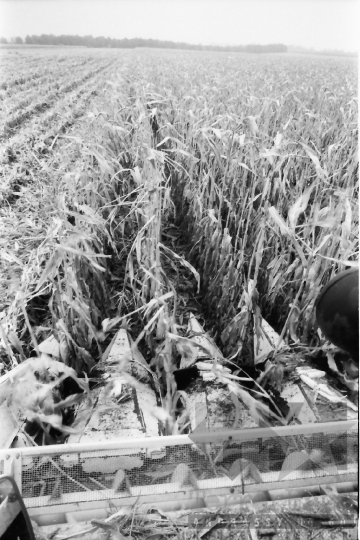 THM-BJ-07656 - Kukoricabetakarítás a Dalmandi Állami Gazdaságban az 1970-es években