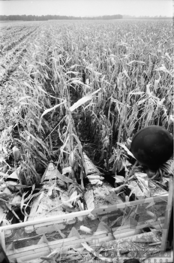 THM-BJ-07656a - Kukoricabetakarítás a Dalmandi Állami Gazdaságban az 1970-es években
