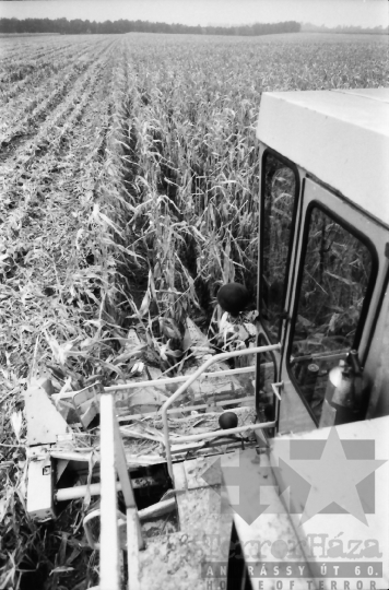 THM-BJ-07657 - Kukoricabetakarítás a Dalmandi Állami Gazdaságban az 1970-es években