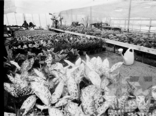 THM-BJ-07807 - Városi kertészet Szekszárdon az 1980-as években 