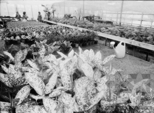 THM-BJ-07807a - Városi kertészet Szekszárdon az 1980-as években 