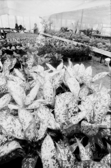 THM-BJ-07808 - Városi kertészet Szekszárdon az 1980-as években 