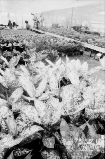 THM-BJ-07808a - Városi kertészet Szekszárdon az 1980-as években 